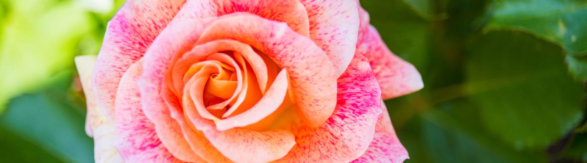 concertation roseraie