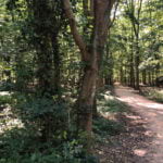 La forêt du Chêne à Leu