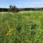 La plaine à proximité du bois Matisse
