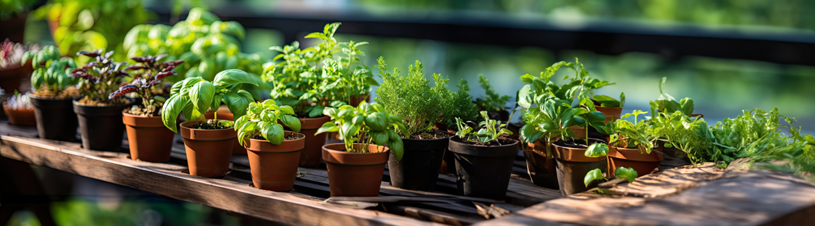 des boutures de plantes