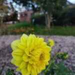 DEVALLAND Raphaëlle (