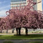 LE DÉEORÉ Virginie